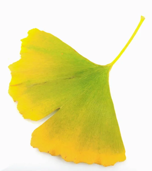 Ginkgo Blad Geïsoleerd Witte Achtergrond — Stockfoto