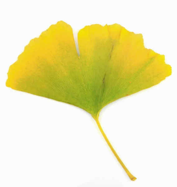 Folha Ginkgo Isolada Fundo Branco — Fotografia de Stock