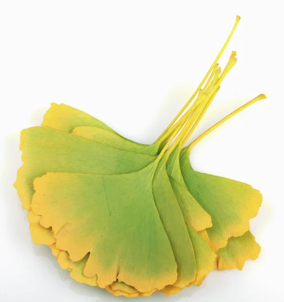 Ginkgo Hoja Aislada Sobre Fondo Blanco —  Fotos de Stock