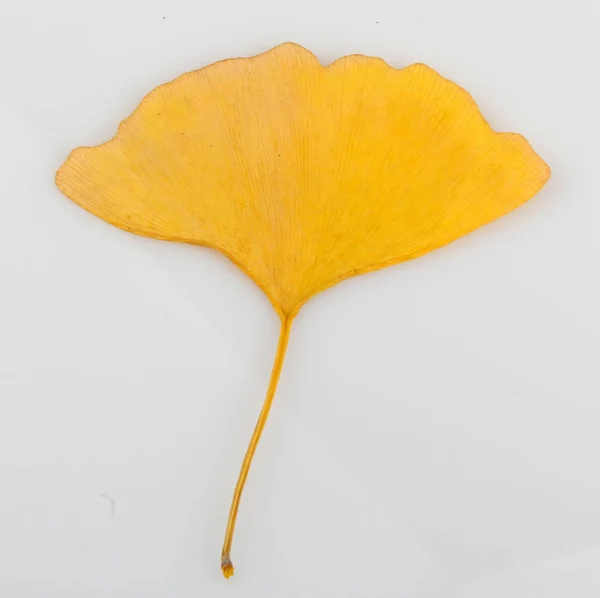 Ginkgo Leaf Isolerad Vit Bakgrund — Stockfoto