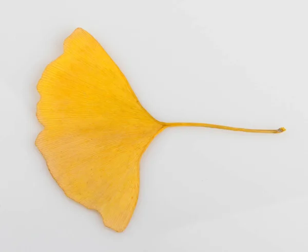 Ginkgo Blad Geïsoleerd Witte Achtergrond — Stockfoto