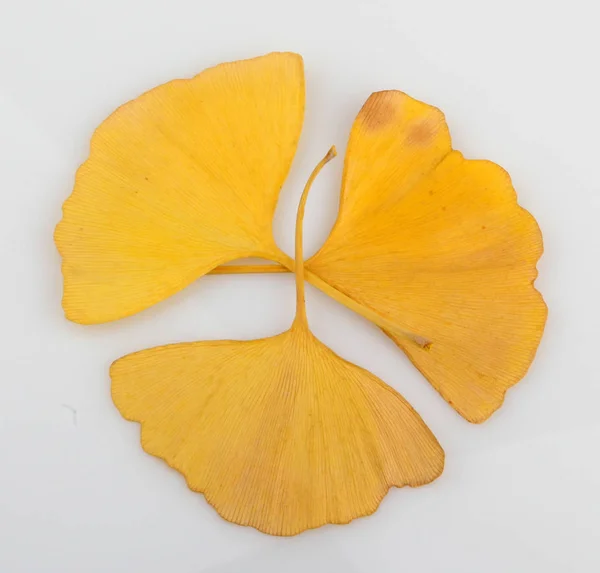 Ginkgo Leaf Isolated White Background — Stock Photo, Image