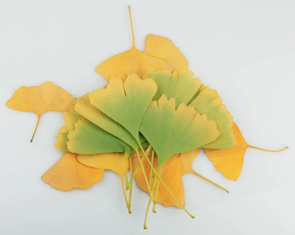 Ginkgo Leaf Isolated White Background — Stock Photo, Image