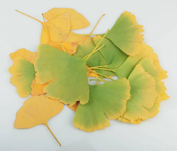 Folha Ginkgo Isolada Fundo Branco — Fotografia de Stock