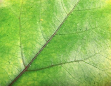 Yeşil yeşillik doku stok fotoğraf