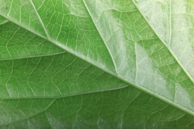 Yeşil yeşillik doku stok fotoğraf