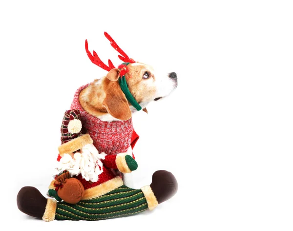 Cute Christmas Puppy Dog — Stock Photo, Image