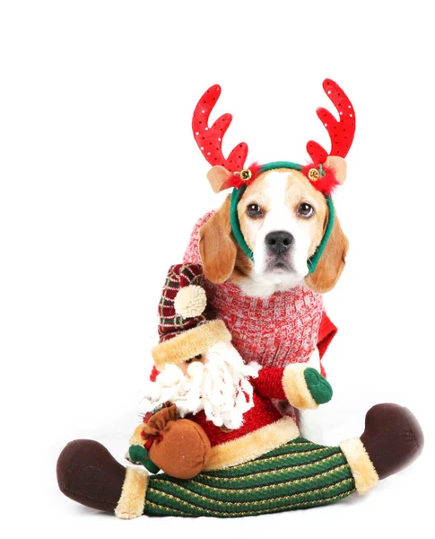 Cute Christmas Puppy Dog — Stock Photo, Image