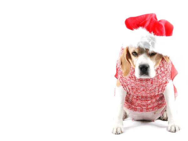 Cão Cachorro Bonito Natal — Fotografia de Stock