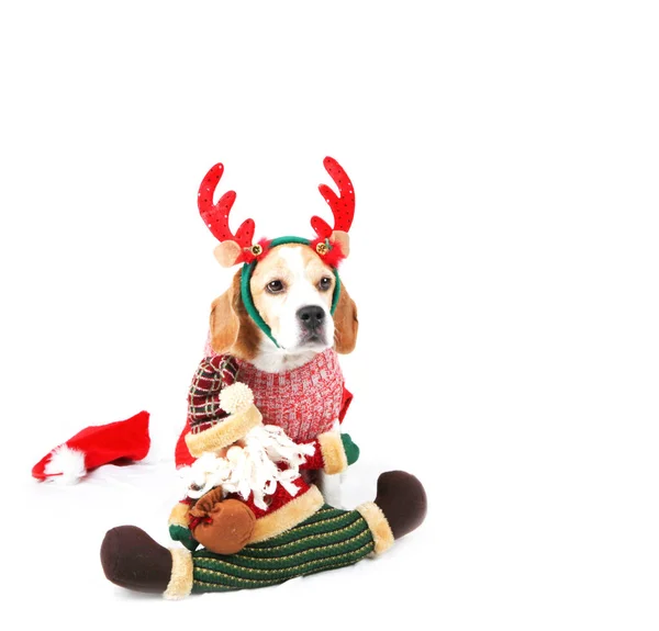 Cão Cachorro Bonito Natal — Fotografia de Stock
