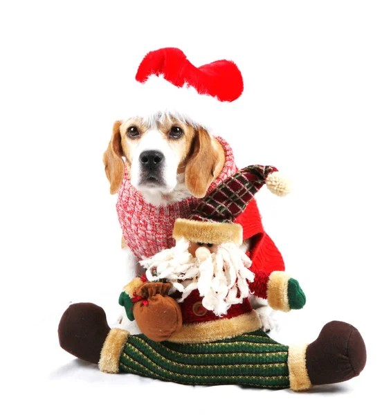 Lindo Cachorro Navidad —  Fotos de Stock