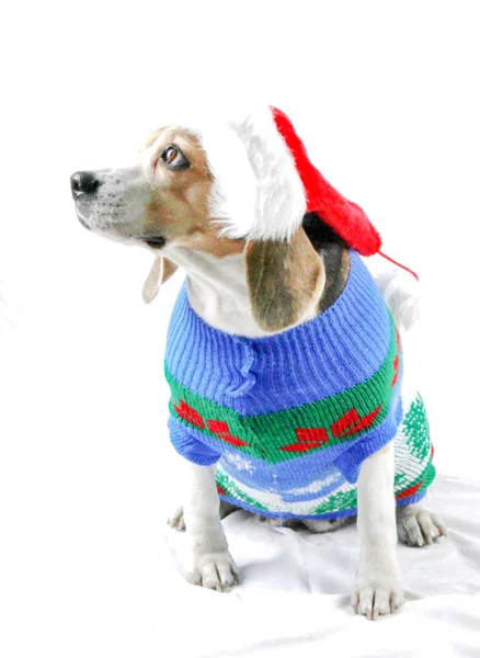 Cute Christmas Puppy Dog — Stock Photo, Image