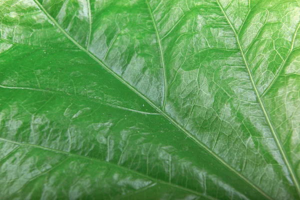 Green Foliage Texture Fotos Stock — Fotografia de Stock