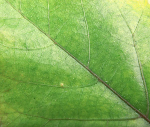 Fogliame Verde Texture Foto Archivio — Foto Stock