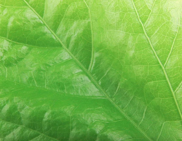 Зеленая Текстура Листвы — стоковое фото