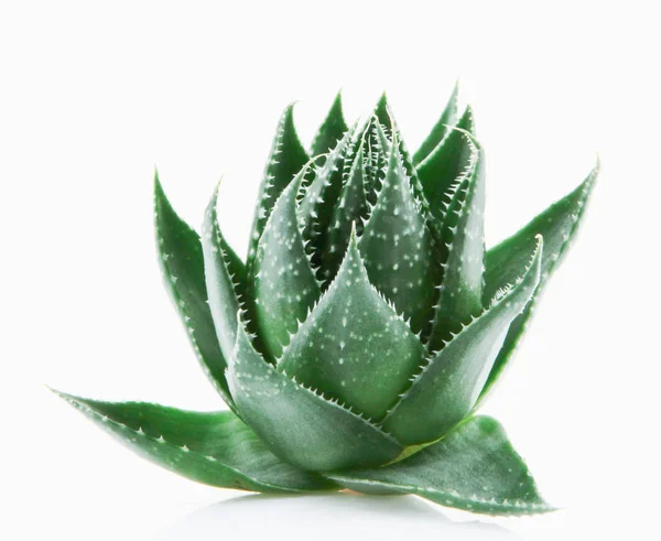 Aloe Vera Vit Bakgrund — Stockfoto