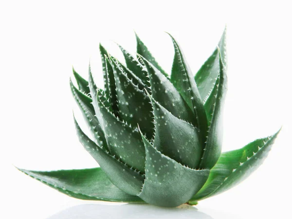 Aloe Vera Vit Bakgrund — Stockfoto