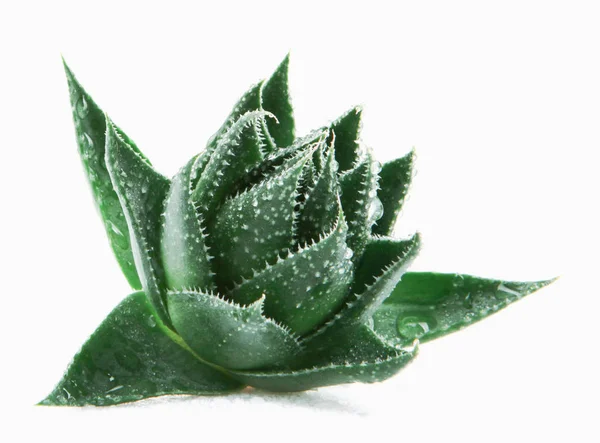 Aloe Vera Vit Bakgrund — Stockfoto