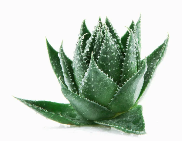 Aloe Vera Λευκό Φόντο — Φωτογραφία Αρχείου