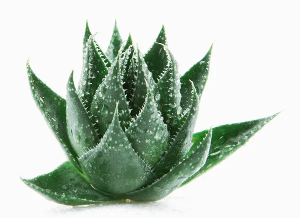 Aloe Vera Vit Bakgrund — Stockfoto