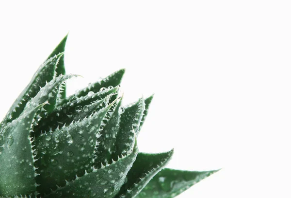 Aloe Vera Sobre Fondo Blanco — Foto de Stock