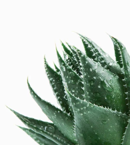 Aloe Vera Sobre Fondo Blanco —  Fotos de Stock