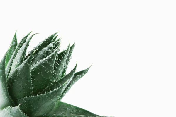 Aloe Vera Vit Bakgrund — Stockfoto