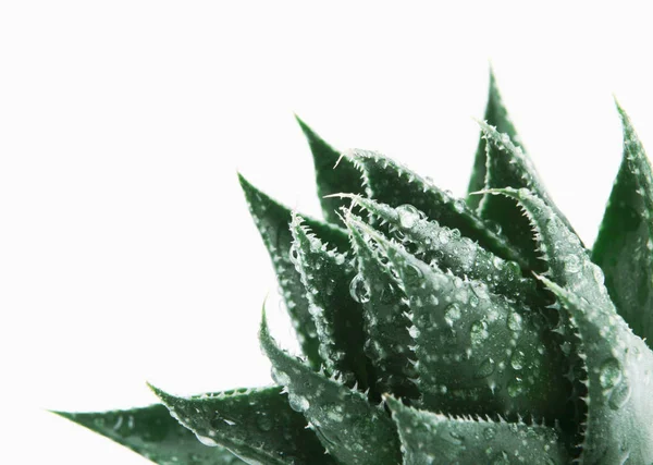 Aloe Vera Vit Bakgrund — Stockfoto