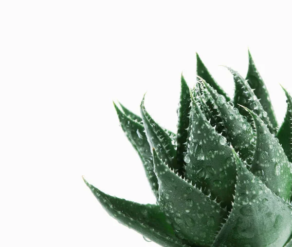 Aloe Vera Λευκό Φόντο — Φωτογραφία Αρχείου