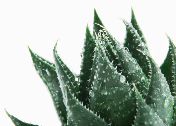 Aloe Vera Vit Bakgrund — Stockfoto