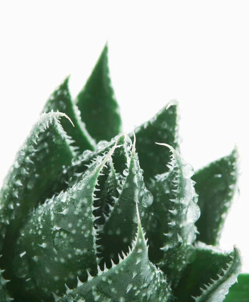 Aloe Vera Vit Bakgrund — Stockfoto