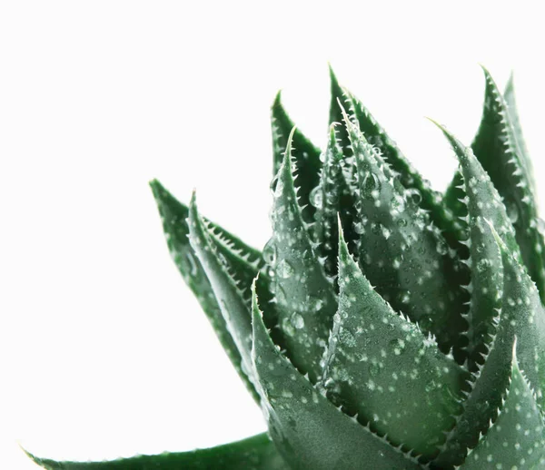 Aloe Vera Auf Weißem Hintergrund — Stockfoto