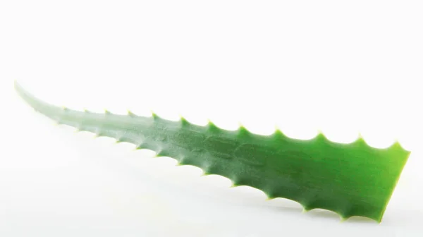 Aloe Vera Sfondo Bianco — Foto Stock