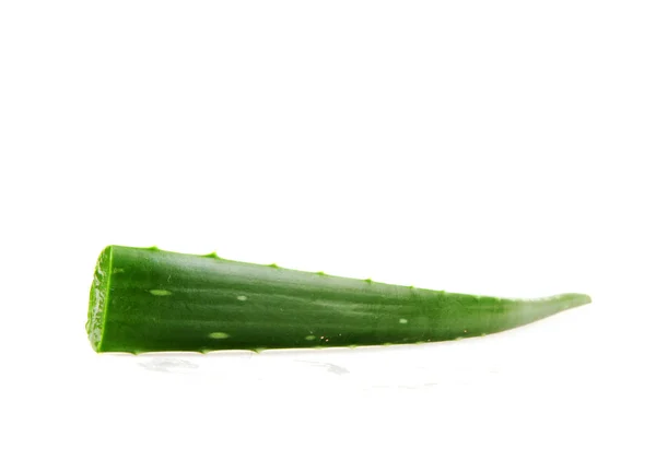 Aloe Vera Mot Vit Bakgrund — Stockfoto