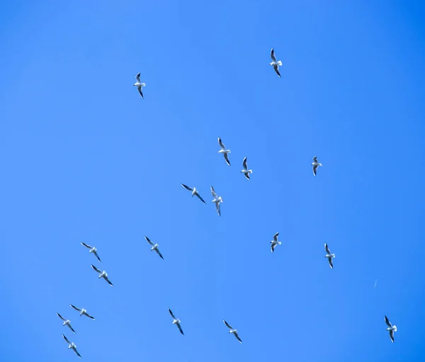 Sandwich Tern Bird Migrate Warmer Countries — Stock Photo, Image