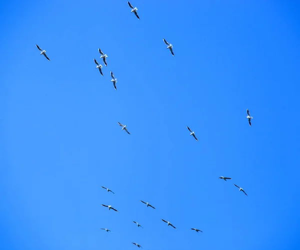 Sandwich Tern Bird Migrate Warmer Countries — Stock Photo, Image