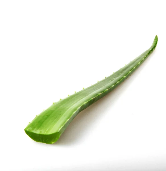 Aloe Vera Sfondo Bianco — Foto Stock