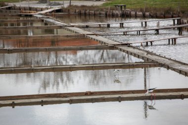 Siyah kanatlı Stilt suda yürüyor.