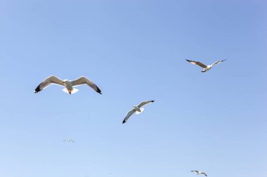 Güneşli bir günde denizin üzerinde uçan martılar.