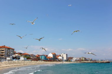 Güneşli bir günde denizin üzerinde uçan martılar.