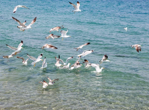 Gaviotas Volando Sobre Mar Día Soleado — Foto de Stock