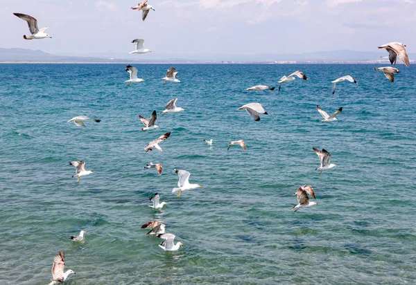 Seagulls Flying Sea Sunny Day — Stock Photo, Image