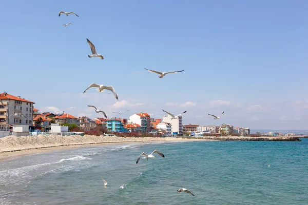 Möwen Fliegen Sonnigen Tag Über Das Meer — Stockfoto