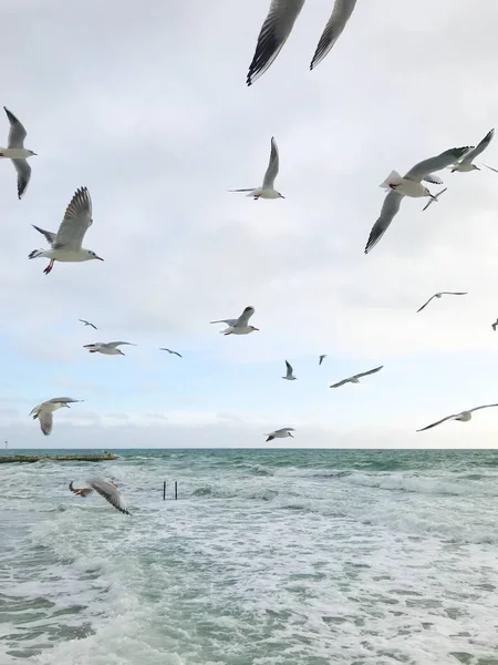 Gaviotas Volando Sobre Mar —  Fotos de Stock