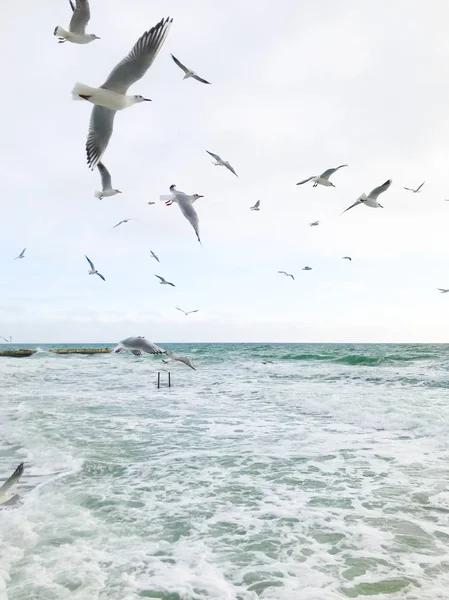Чайки Летают Над Морем — стоковое фото