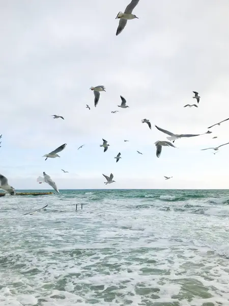 Seagulls Flying Sea — Stock Photo, Image