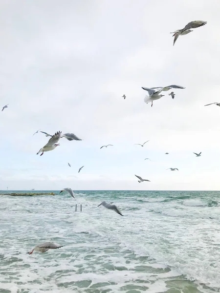 Seagulls Flying Sea — Stock Photo, Image