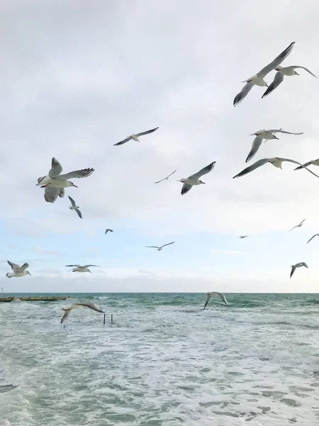 Möwen Fliegen Über Das Meer — Stockfoto