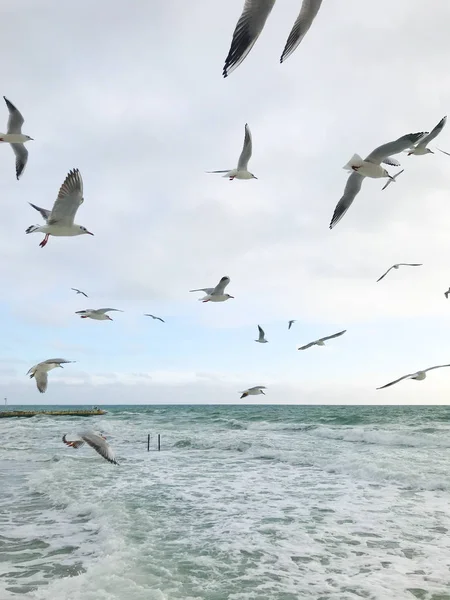 Seagulls Flying Sea — Stock Photo, Image