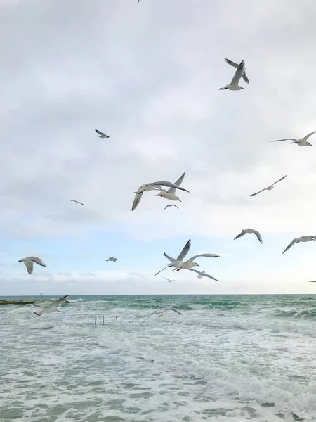 Seagulls Flying Sea — Stock Photo, Image